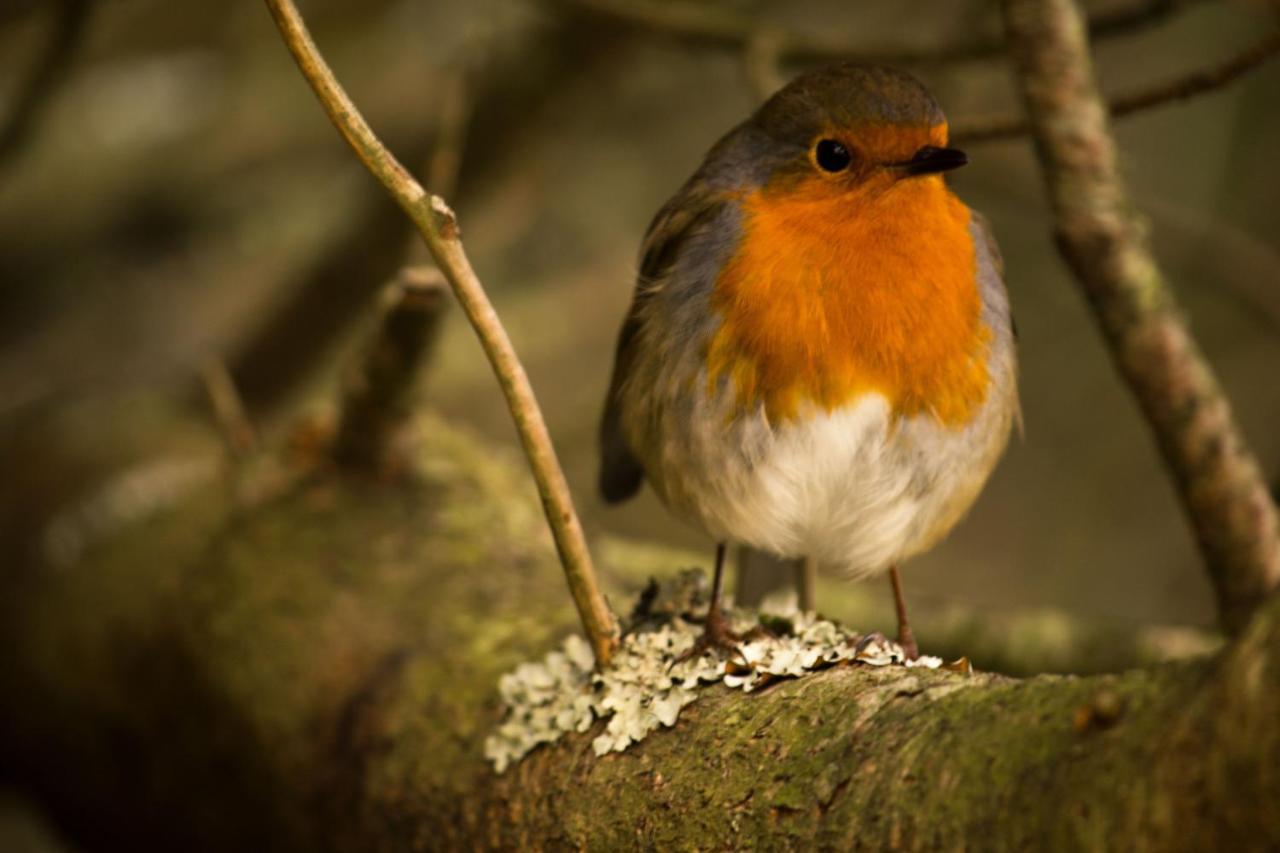 The Red Red Robin Cottage Portree Luaran gambar